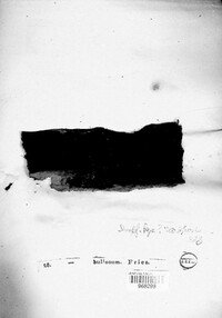 Tympanis laricina image